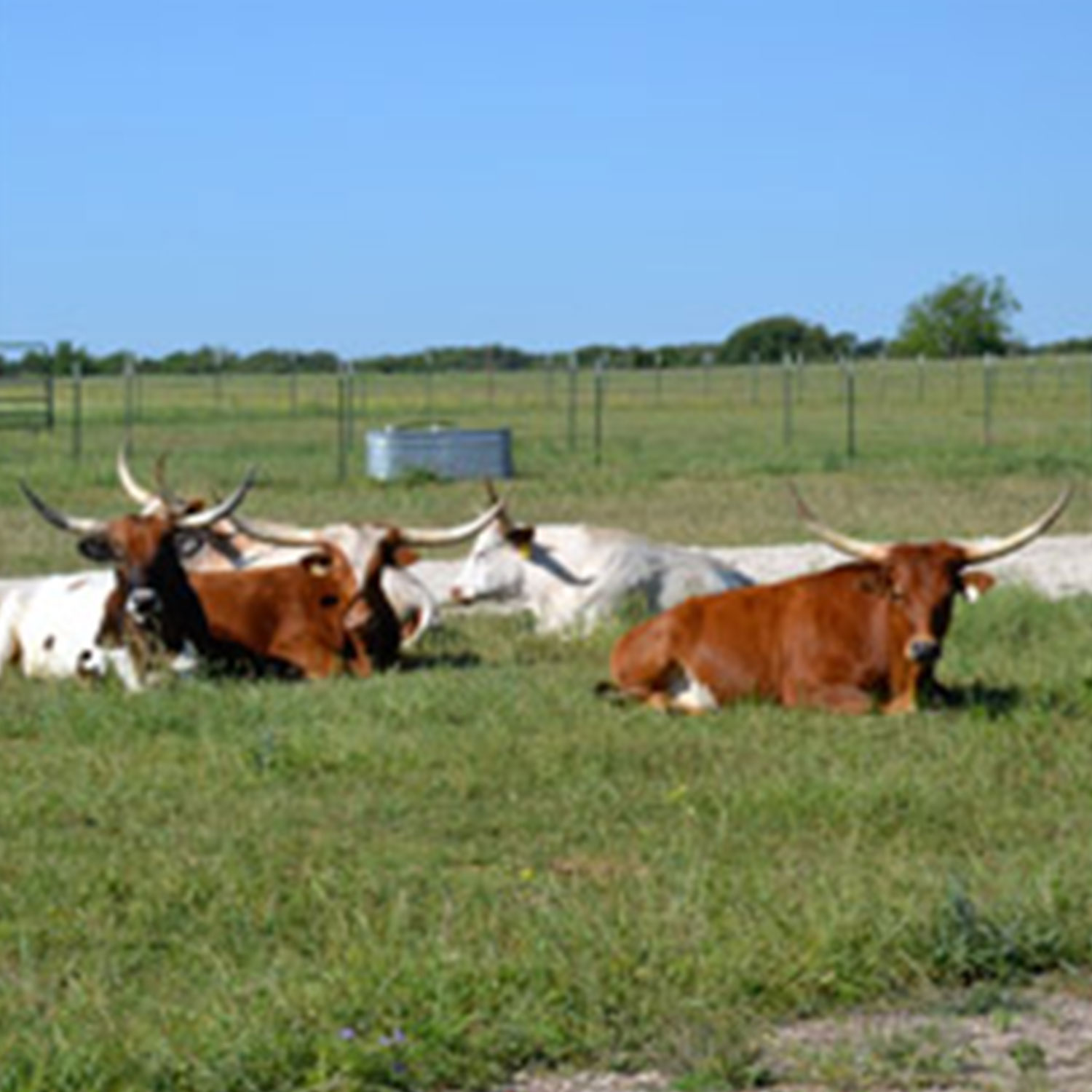 Livestock care image