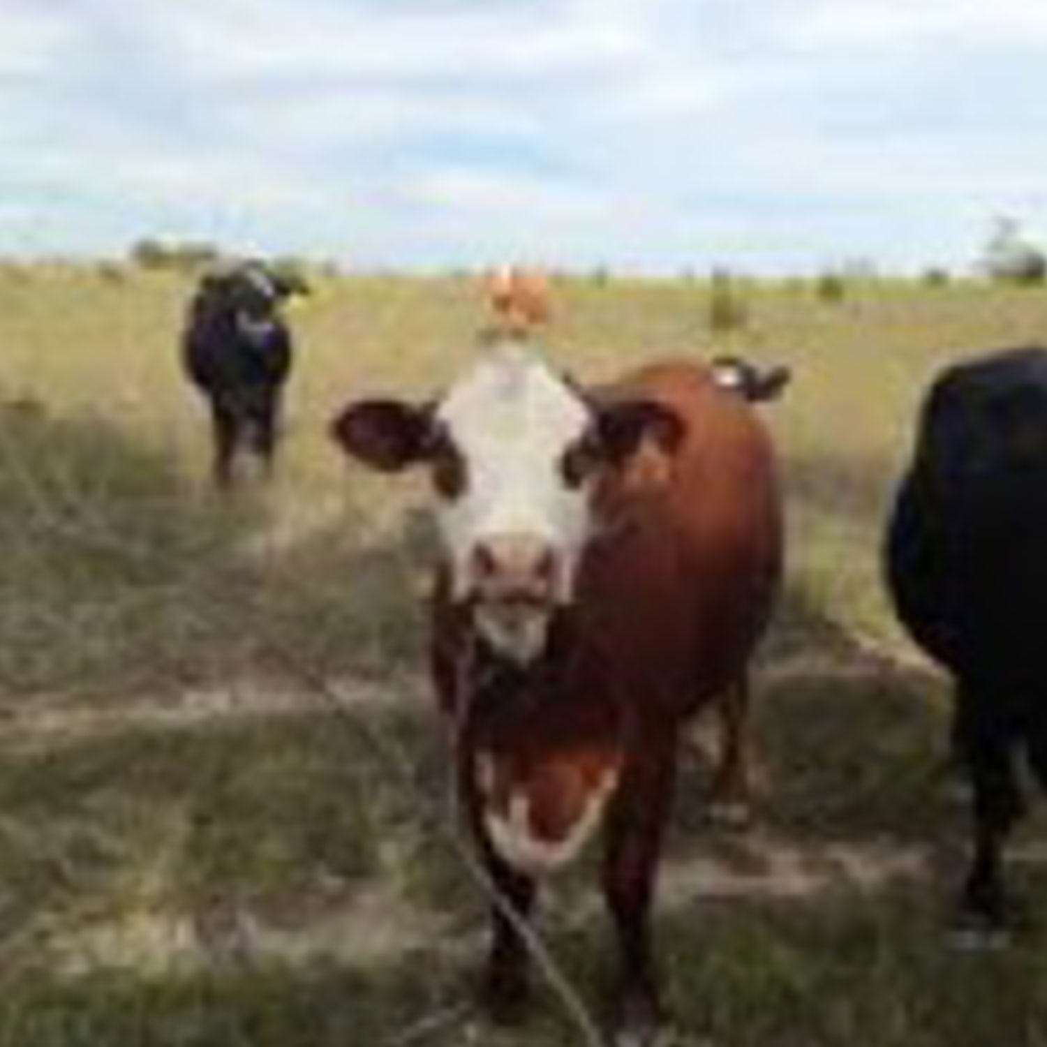 cattle pictures