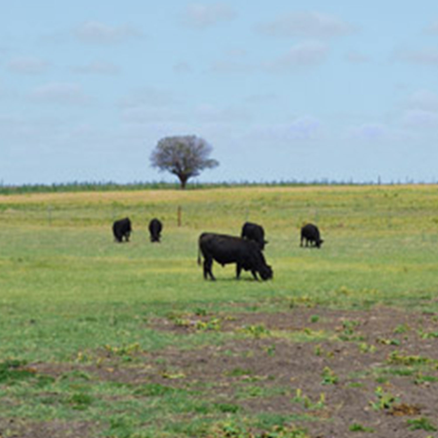 Cattle pictures